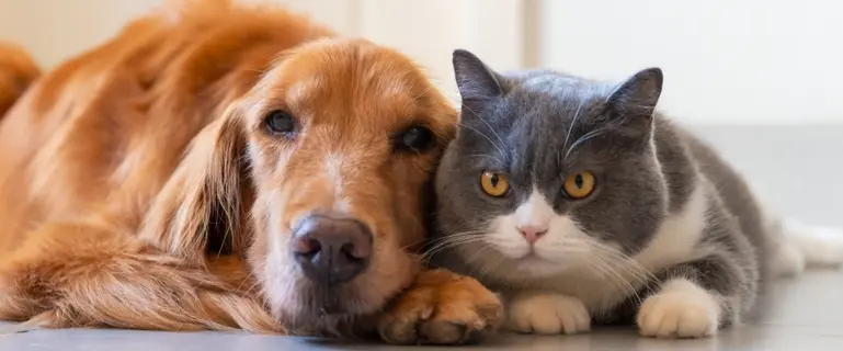 待機期間中における病気・ケガの扱い