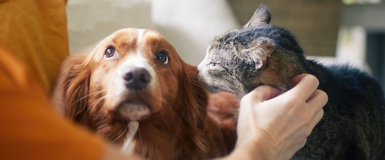 高齢犬・高齢猫もペット保険に加入できる？