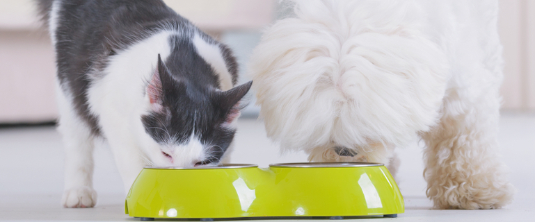 高齢犬・高齢猫の健康管理のポイント