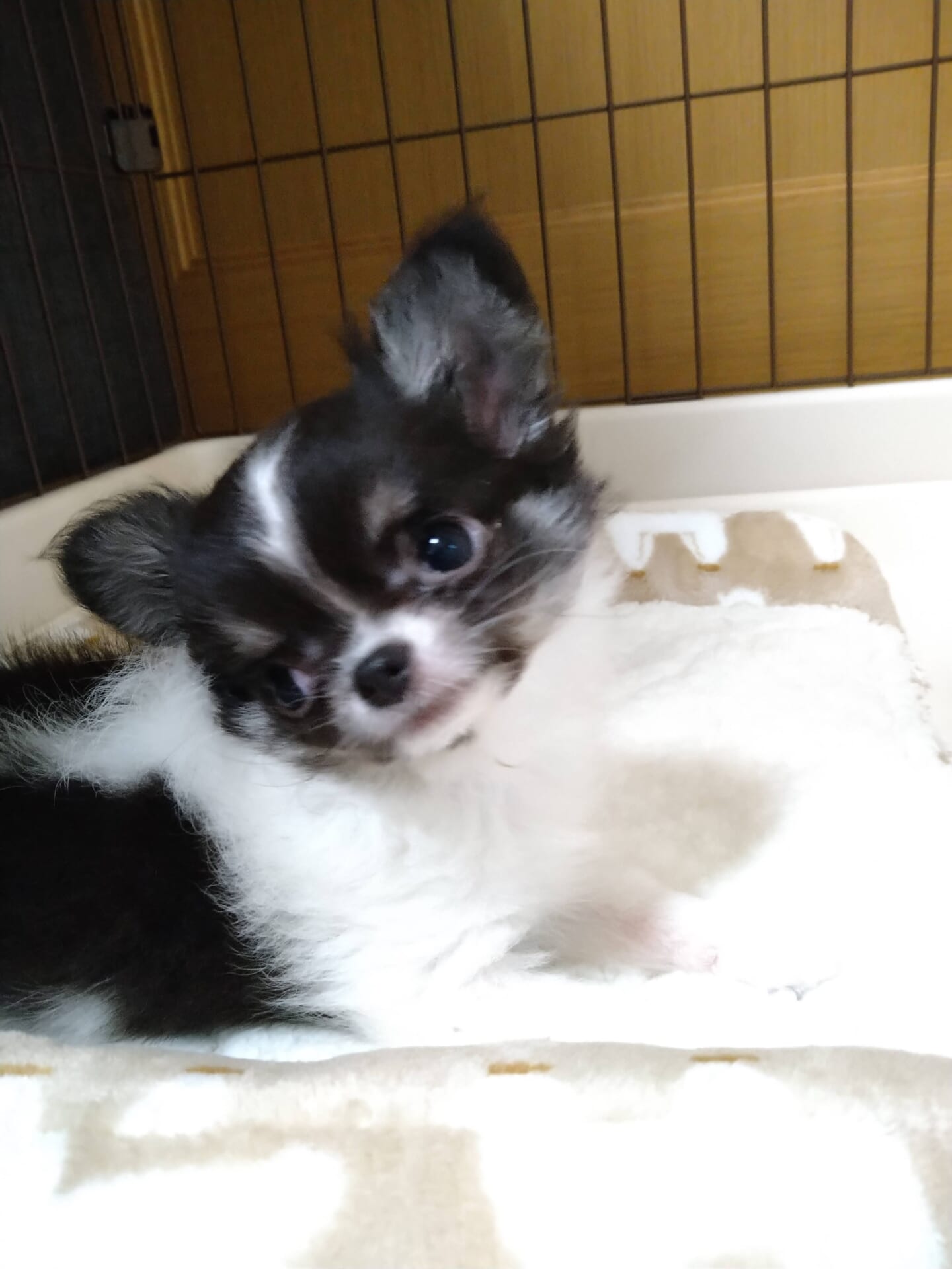 犬