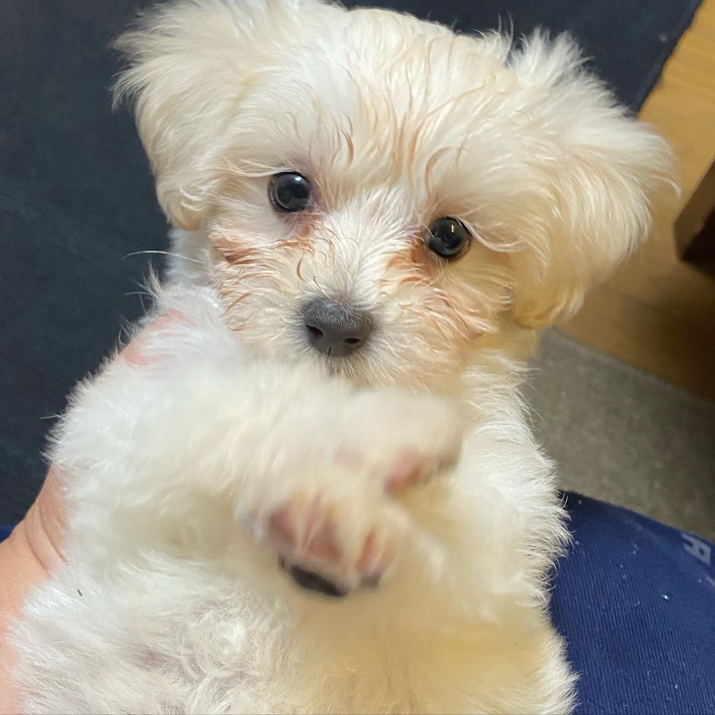 犬