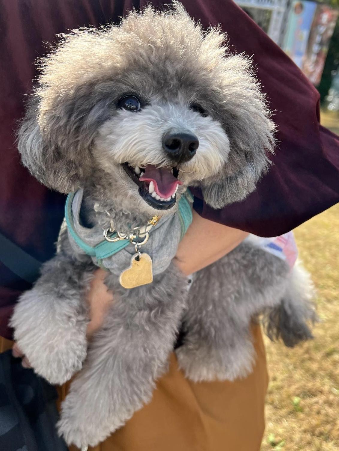 犬
