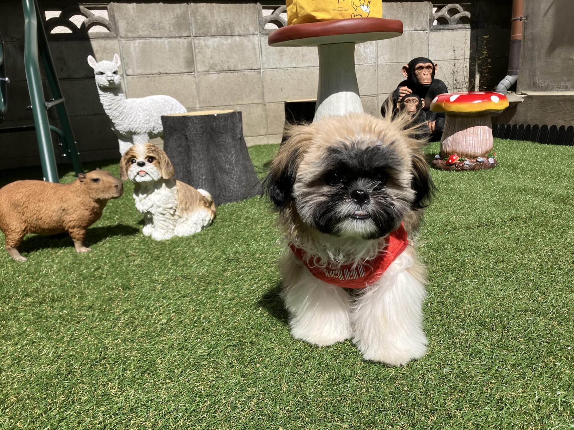 犬