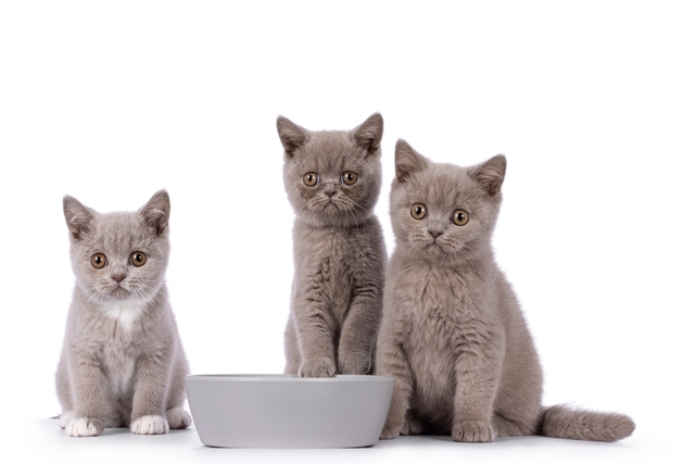 子猫の離乳食はいつから始めるべき