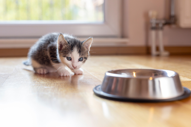 子猫の離乳食の選び方と与え方