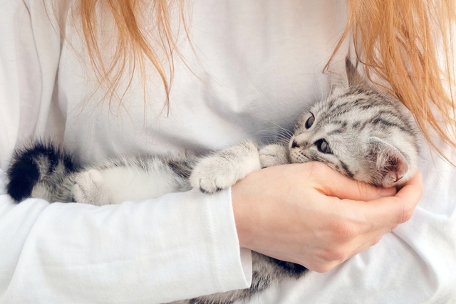 子猫のワクチン接種の時期