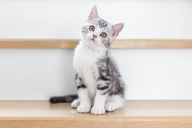 子猫のワクチン接種の基礎知識