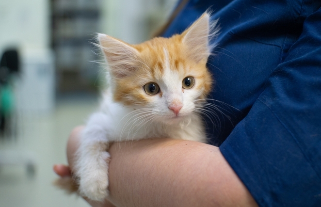 子猫のワクチン接種の必要性