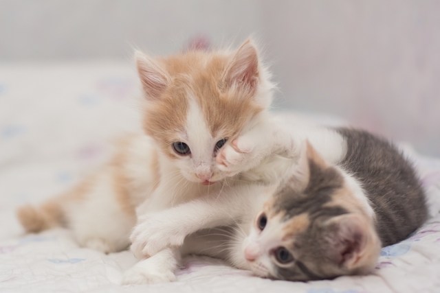 子猫のワクチン接種の時期