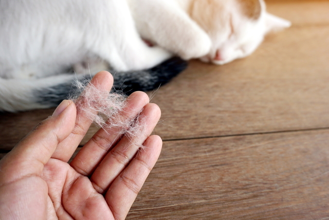 猫の真菌症の症状