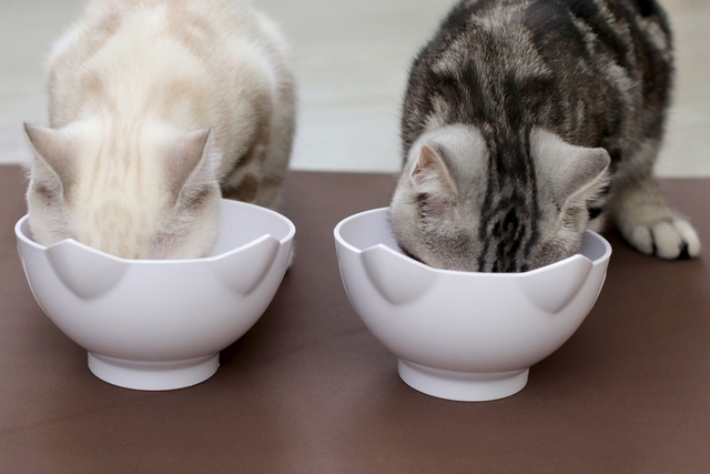 猫の真菌症の予防法