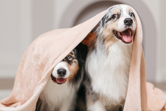 犬のシャンプーに必要な準備