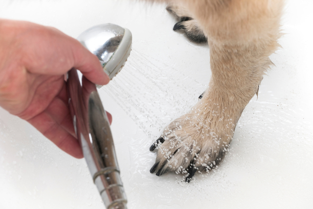 犬をシャンプー嫌いにさせないための練習