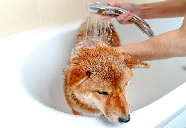 犬のシャンプーの正しいやり方