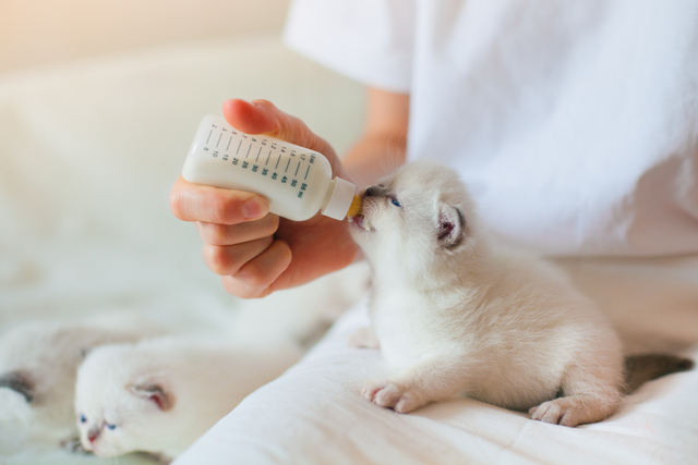 子猫のミルクの正しい与え方