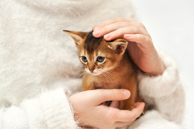 子猫にミルクを与える際の注意点