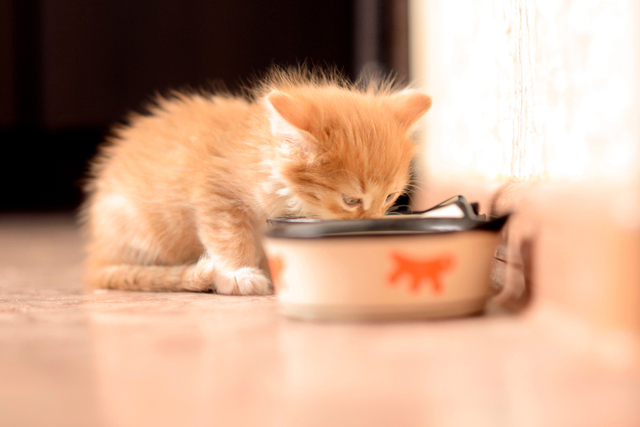 子猫のワクチン接種の時期