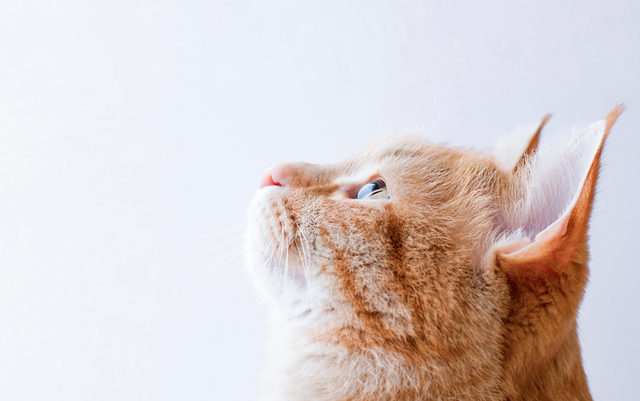 猫エイズとは