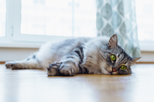 猫エイズの症状