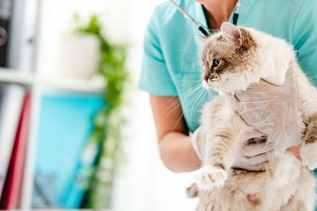猫エイズの検査と診断方法