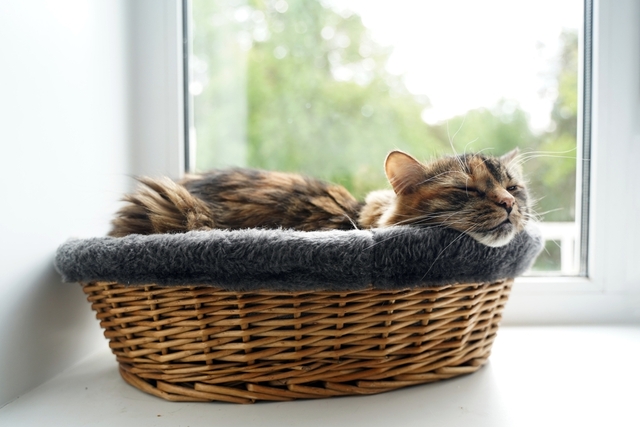 子猫のワクチン接種の時期