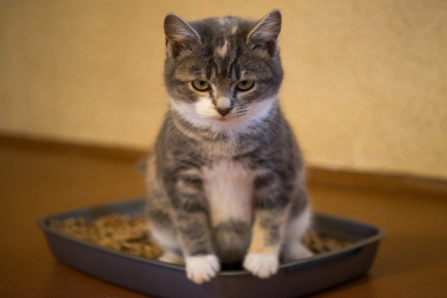 猫の膀胱炎とは