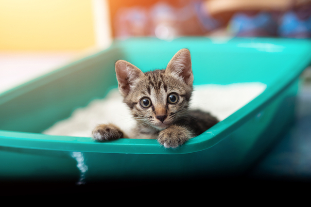 猫の膀胱炎の症状