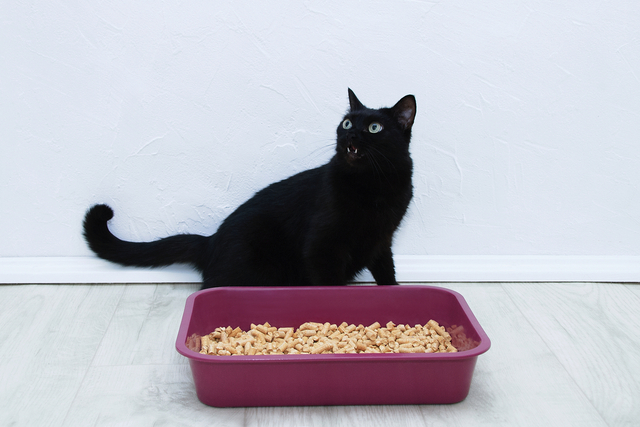 猫の膀胱炎の原因