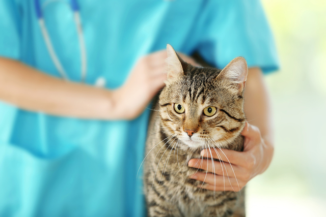 猫の膀胱炎の治療方法