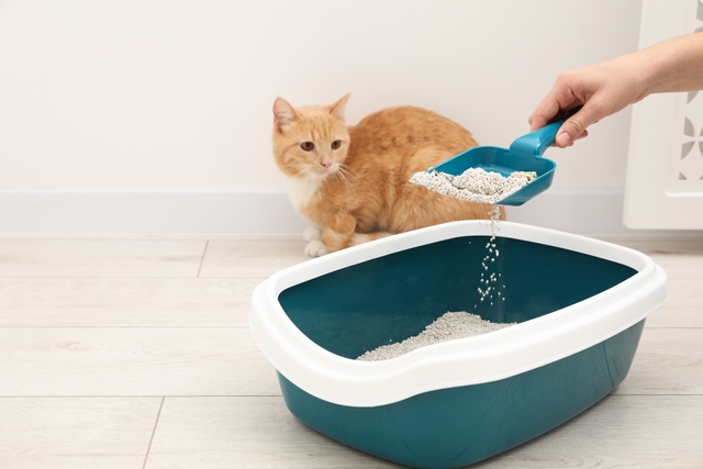 猫の膀胱炎の予防法