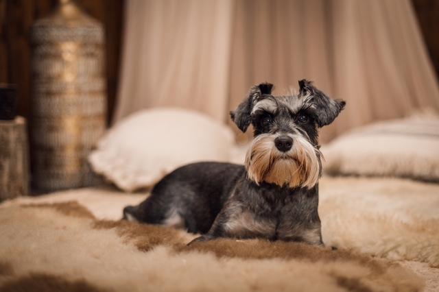 犬の膵炎とはどんな病気