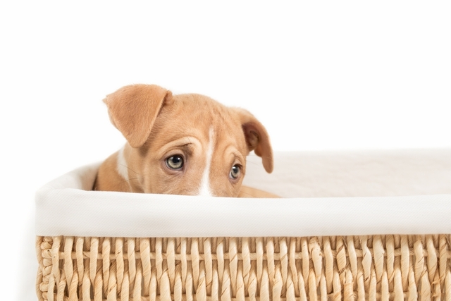 犬の膵炎の症状