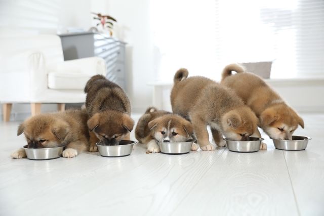 犬の膵炎の原因