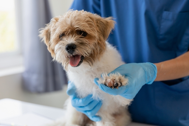 犬の膵炎の治療法
