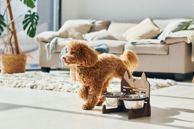 子犬がご飯を食べないときの対処法