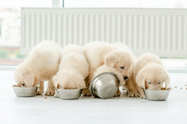 子犬の食欲を維持するための対策