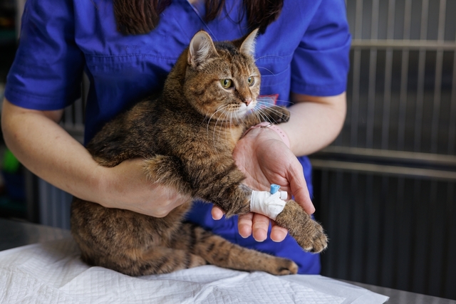 猫の腎臓病の治療法