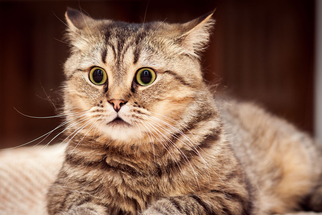 猫が腎臓病にかかったときの診療費