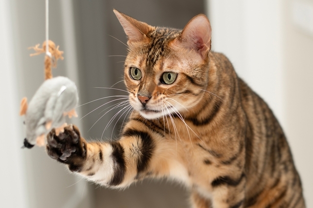 猫の腎臓病の予防