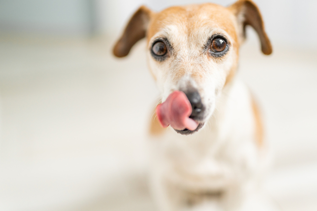 犬に枝豆を与えても大丈夫？