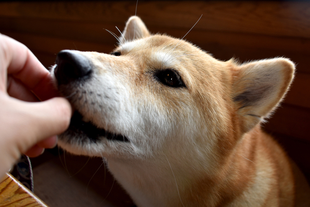 犬に枝豆を与える際の注意点