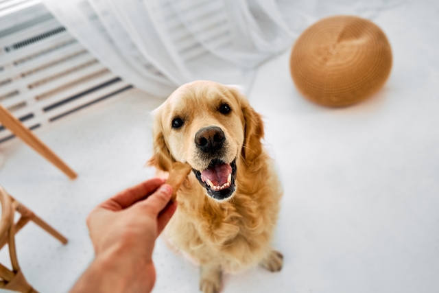 犬にピーマンを与える際のポイント