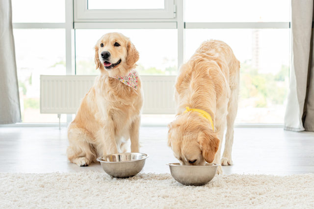 犬に与えるピーマンの調理方法