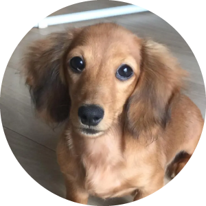 犬