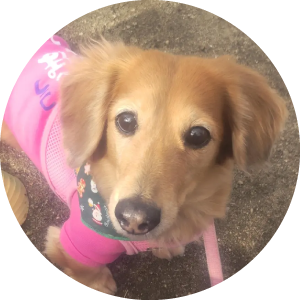 犬