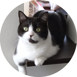 猫
