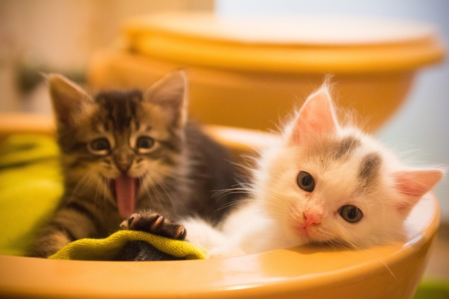 猫のしつけの基本