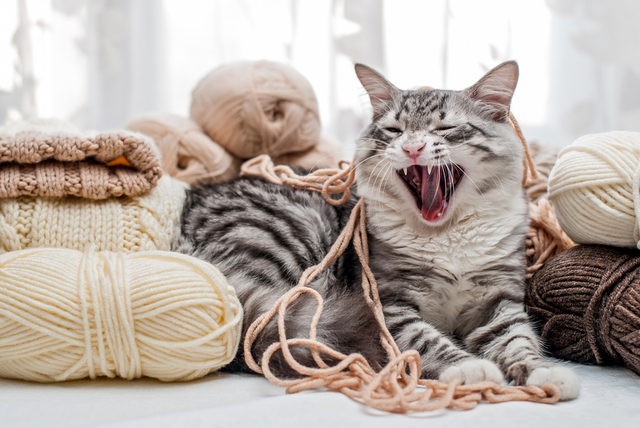 猫の問題行動への対処法
