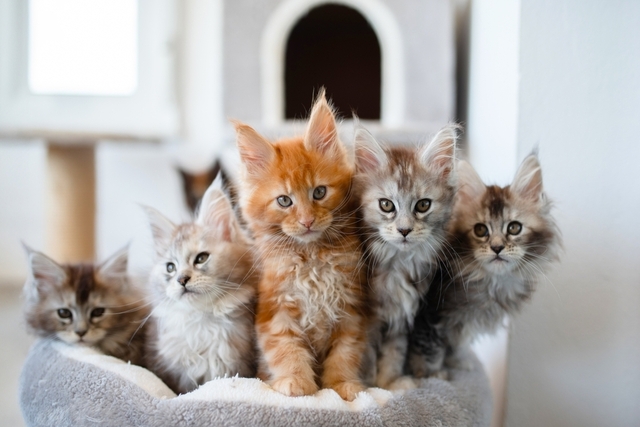 猫の皮膚病ってどのような病気