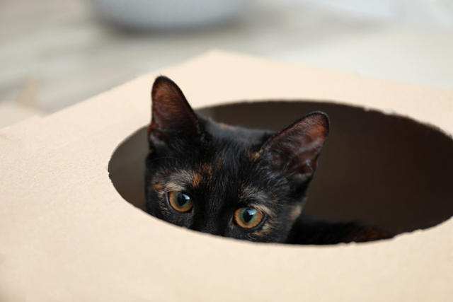 猫の皮膚病の原因